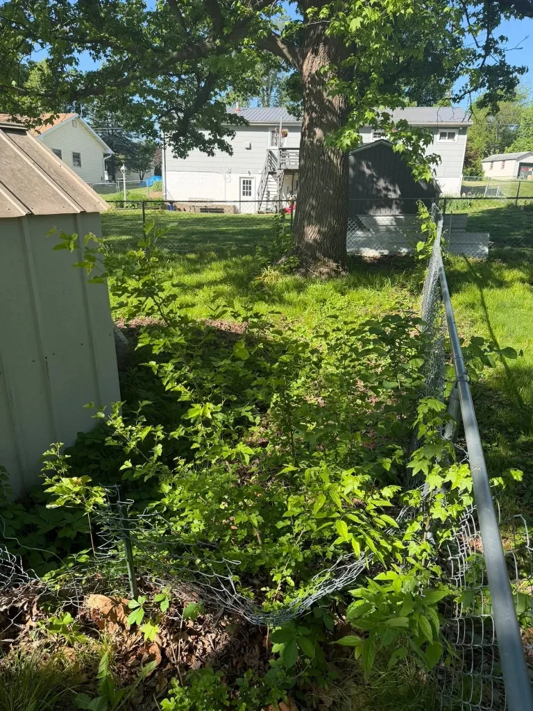 Before lawn trimming in Green Bay – overgrown grass along driveway and sidewalk